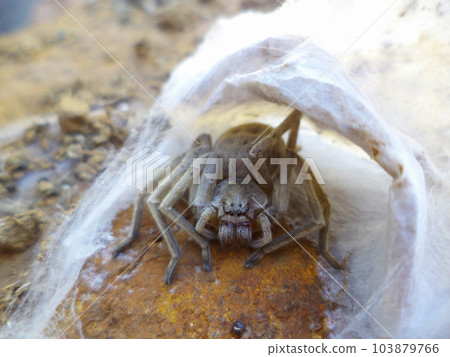 HUNTSMAN SPIDER Sparassidae (formerly Heteropodidae) under its web 103879766