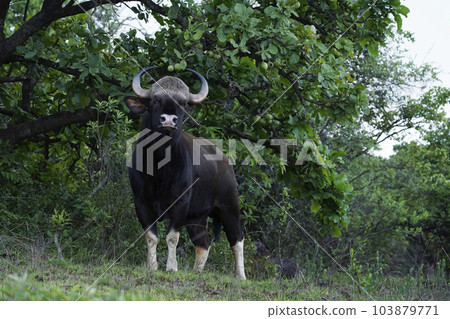 Indian Gaur also called the Indian bison, Bos gaurus,  Satara, Maharashtra 103879771