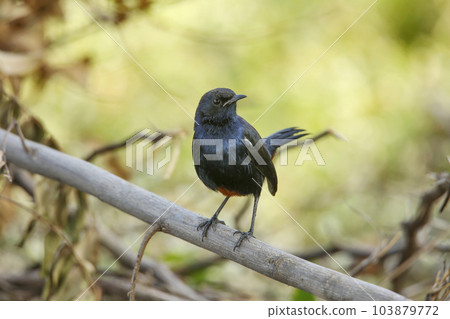 Indian robin male on tree branch , Copsychus fulicatus, Satara, Maharashtra 103879772