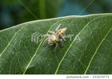 Dorsal of Jumping spider, Salticidae, Satara, Maharashtra 103879773
