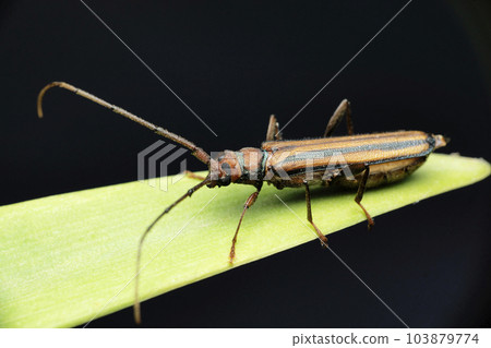 Long horn beetle on leaf with black background, Satara, Maharashtra 103879774
