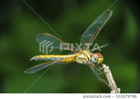 Yellow skimmer dragonfly,, Pantala flavescens Dorsal view, Satara, Maharashtra 103879796