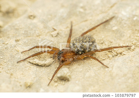 spider, insect, bug 103879797