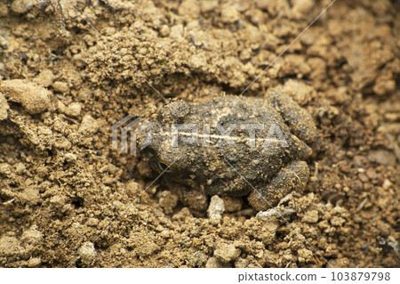Dorsal of Western Burrowing Frog, Sphaerotheca pashchima, satara Maharashtra India 103879798