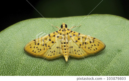 Leopard moth, Pseudopanthera macularia, the speckled yellow, is a moth of the family Geometridae, Satara, Maharashtra Leopard moth, Pseudopanthera macularia, the speckled yellow, is a moth of the family Geometridae, Satara, Maharashtra 103879803