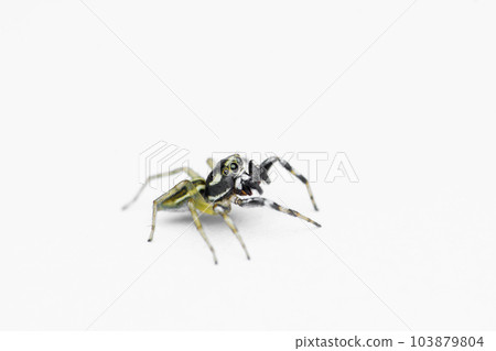 Lateral  of Thiania bhamoensis , Jumping spider, Salticidae family in white background, Satara, Maharashtra 103879804