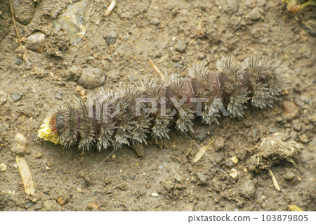 Moth caterpillar on ground, Satara, Maharashtra 103879805