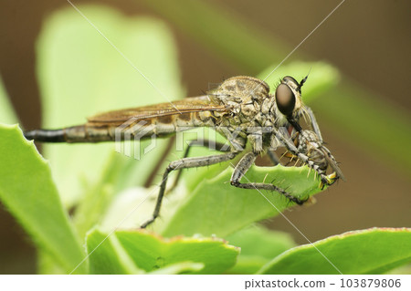 Robberfly Lateral view,  Zosteria species, Satara, Maharashtra 103879806