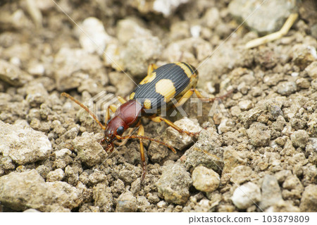 Spotted ground beetle species, Satara, Maharashtra 103879809