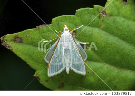 Palpita vitrealis, common name jasmine moth or white pearl, Satara, Maharashtra Palpita vitrealis, common name jasmine moth or white pearl, Satara, Maharashtra 103879812