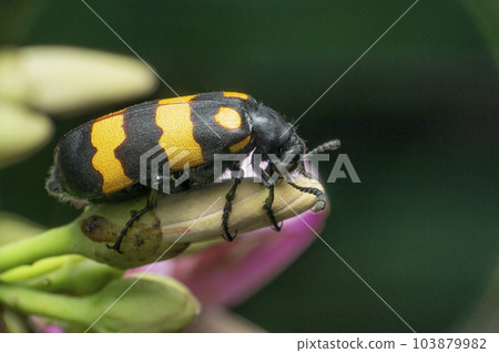 Orange striped blister beetle, Satara, Maharashtra Orange striped blister beetle, Satara, Maharashtra 103879982