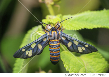 Amata huebneri, the wasp moth, satara Maharashtra India Amata huebneri, the wasp moth, satara Maharashtra India 103879986