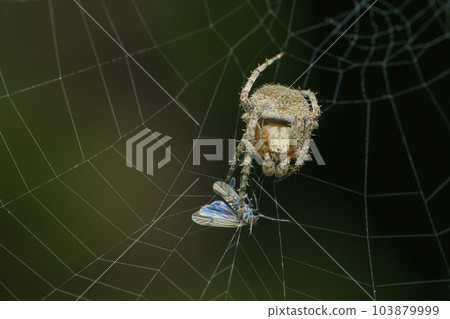 Orb weaver spider with prey on web, Satara, Maharashtra Orb weaver spider with prey on web, Satara, Maharashtra 103879999