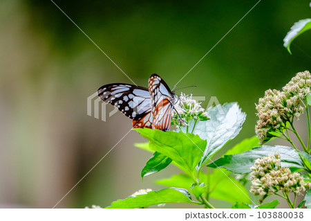 Asagi madara 103880038