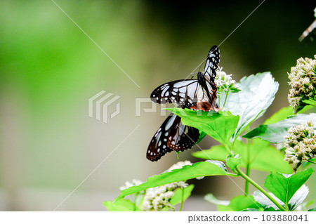 Asagi madara Asagi madara 103880041