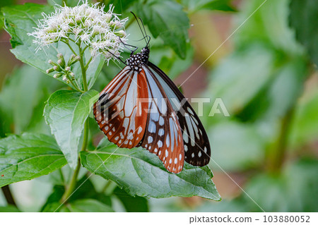 Asagi madara 103880052