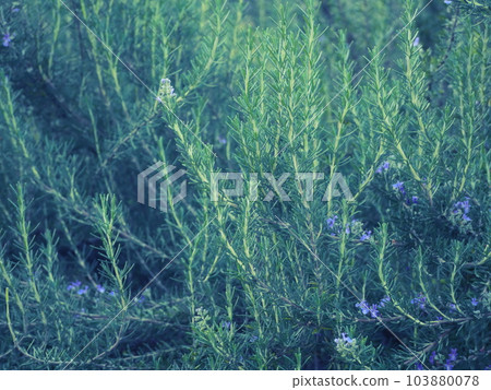 綠色的葉子和紫色的小花 103880078