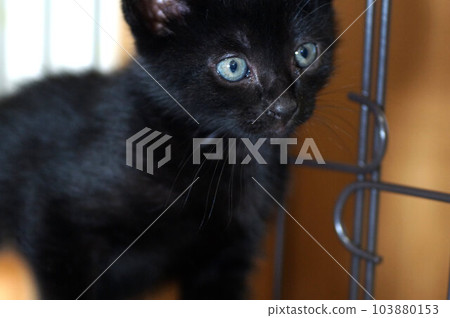 Kuroneko protected cat about one and a half months old Kuroneko protected cat about one and a half months old 103880153