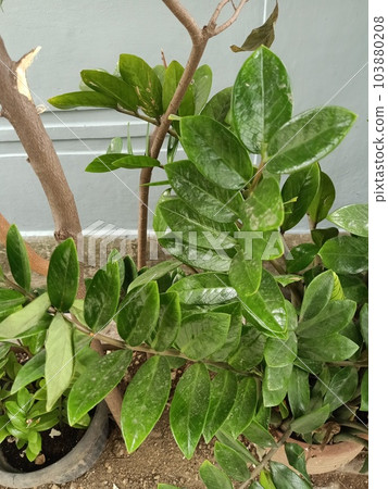 Close up of zz plant  103880208