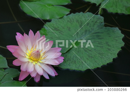 Floating elegantly on the surface of the water Floating elegantly on the surface of the water 103880266
