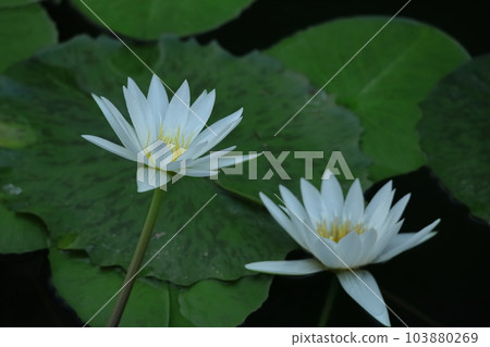 Floating elegantly on the surface of the water 103880269