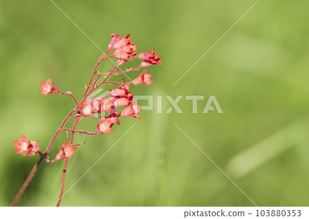 胡克拉花盛開在花園裡 胡克拉花盛開在花園裡 103880353