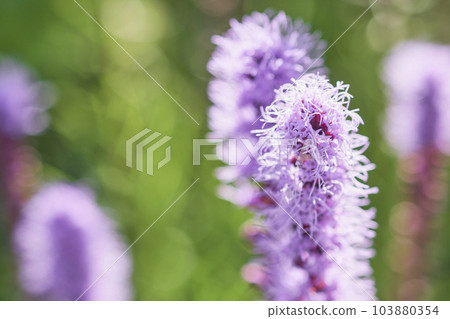 Liatris 花盛開在花園裡 Liatris 花盛開在花園裡 103880354