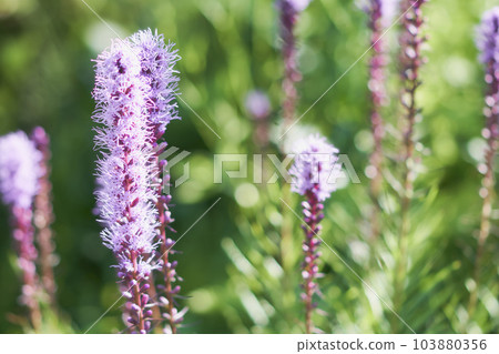 Liatris 花盛開在花園裡 Liatris 花盛開在花園裡 103880356