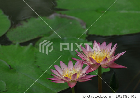 Floating elegantly on the surface of the water Floating elegantly on the surface of the water 103880405