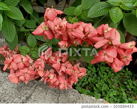 Close up of red flag bush plant  103880433