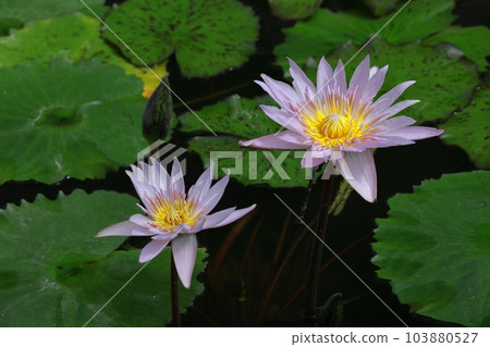 Floating elegantly on the surface of the water Floating elegantly on the surface of the water 103880527
