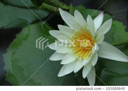 在水面上優雅地漂浮 在水面上優雅地漂浮 103880640