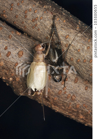 Moulting in ground cricket, Gryllus bimaculatus, Satara, Maharashtra, India 103880655