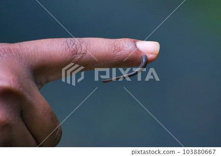 Hirudinea or Leech, a parasitic work that feeds on blood, Khanapur, karnataka, India 103880667