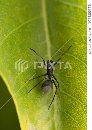 Ant mimic jumping spider, Toxeus mangus, Satara, Maharashtra, India 103880676