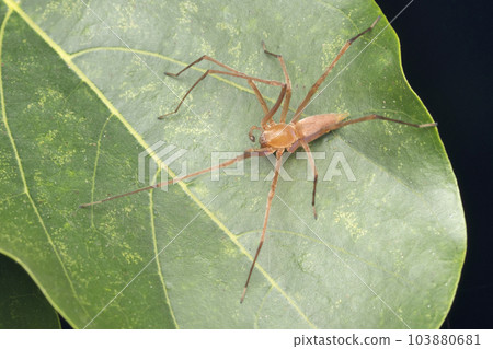 Long legged tree spider, Clubiona drassodes O. Pickard-Cambridge, 1874, Satara, Maharashtra, India 103880681