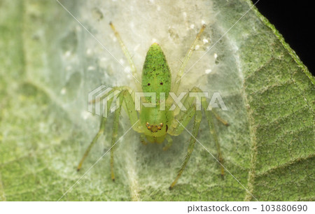 Grass crab spider,  Oxytate species, Satara, Maharashtra 103880690
