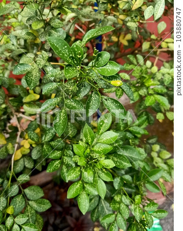Close up of orange jasmine plant  103880747