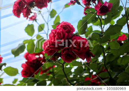 rose rose 103880969