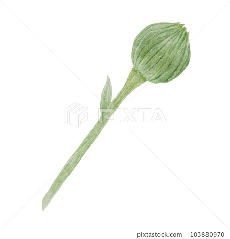 Orange calendula officinalis watercolor hand drawn illustration. Flower for natural herbal medicine, healthy tea, cosmetics and homeopatic remedies. Botanical element for labels, eco goods, textiles 103880970