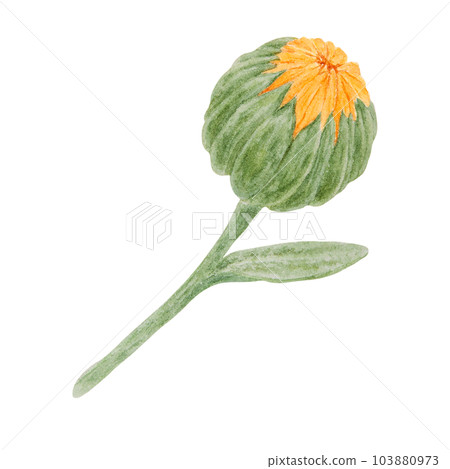 Orange calendula officinalis watercolor hand drawn illustration. Flower for natural herbal medicine, healthy tea, cosmetics and homeopatic remedies. Botanical element for labels, eco goods, textiles 103880973