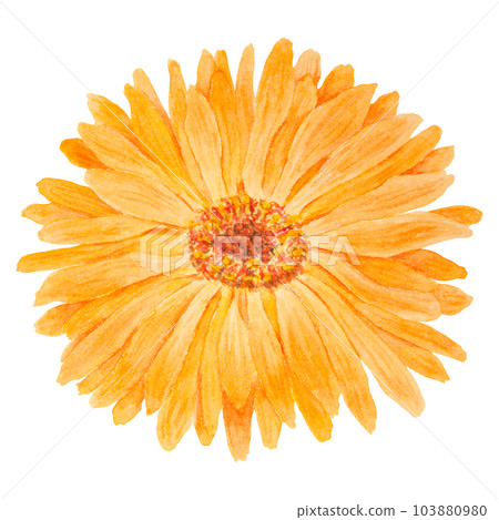 Orange calendula officinalis watercolor hand drawn illustration. Flower for natural herbal medicine, healthy tea, cosmetics and homeopatic remedies. Botanical element for labels, eco goods, textiles 103880980