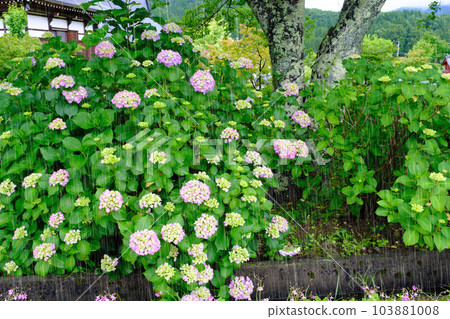 Hydrangea and rain Emphasis on rain Chosenji Temple, Shiga Prefecture Hydrangea and rain Emphasis on rain Chosenji Temple, Shiga Prefecture 103881008
