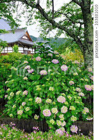 繡球花和雨 強調雨 滋賀縣長泉寺 繡球花和雨 強調雨 滋賀縣長泉寺 103881010