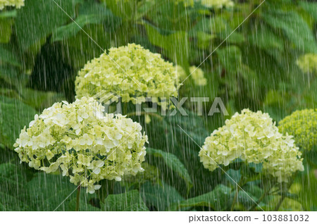 Hydrangea and rain Emphasis on rain Chosenji Temple, Shiga Prefecture 103881032