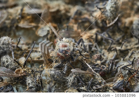 Pile Of Dead Flies 103881096