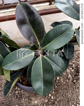 Close up to rubber fig plant Close up to rubber fig plant 103881258