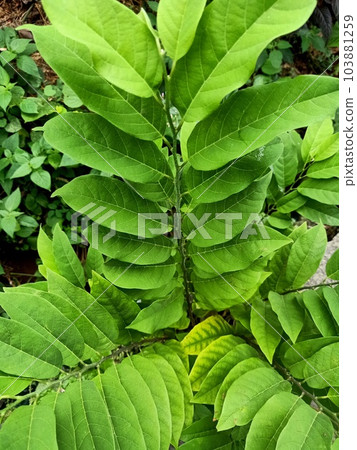 Close up of custard apple plant Close up of custard apple plant 103881259
