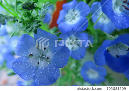 Blooming in a refreshing sky blue Blooming in a refreshing sky blue 103881309