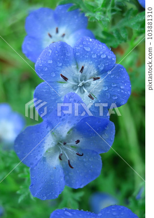 Blooming in a refreshing sky blue 103881310